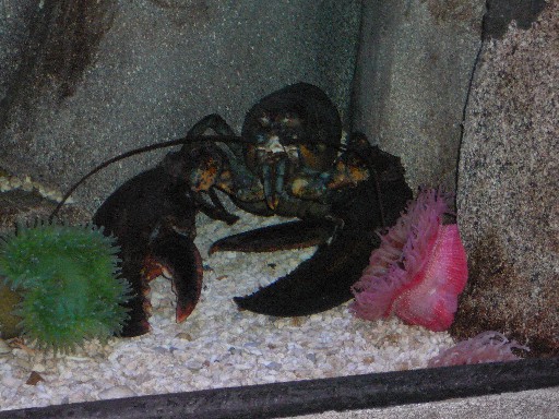 giant-lobster-resized.jpg