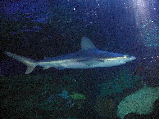 shark-resized.jpg