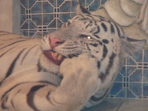 white-tiger-4-resized.jpg