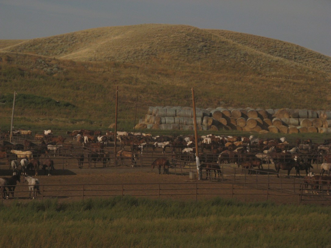Montana horses
